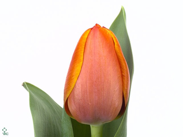 <h4>Tulipa si ad rem</h4>