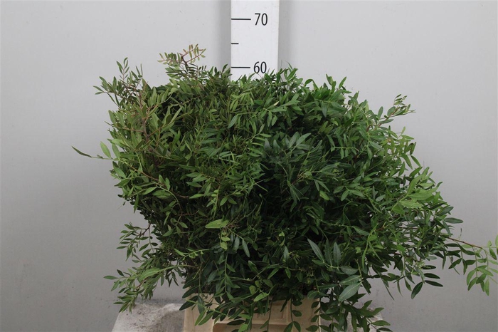 <h4>Pistacia Blad P Bos</h4>