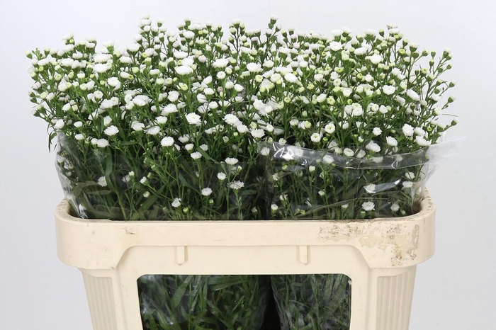 <h4>Aster White Gypsy</h4>