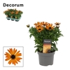 Osteospermum Orange Flare Decorum