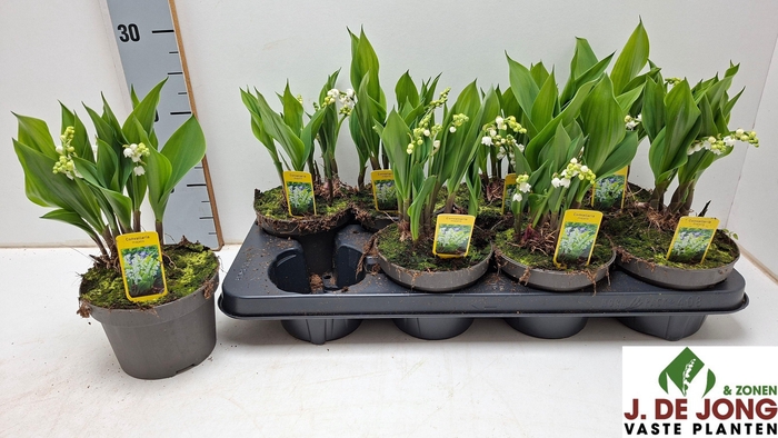 <h4>CONVALLARIA MAJALIS</h4>
