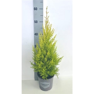 Cupressus macrocarpa 'Goldcrest Wilma'