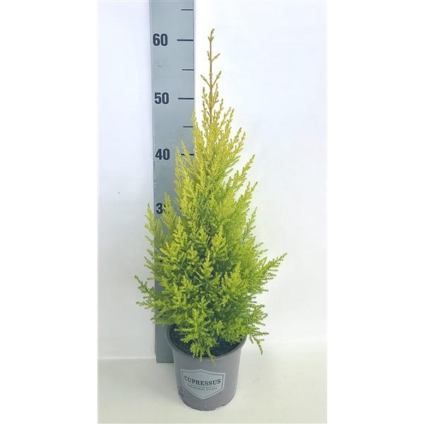 <h4>Cupressus macrocarpa 'Goldcrest Wilma'</h4>