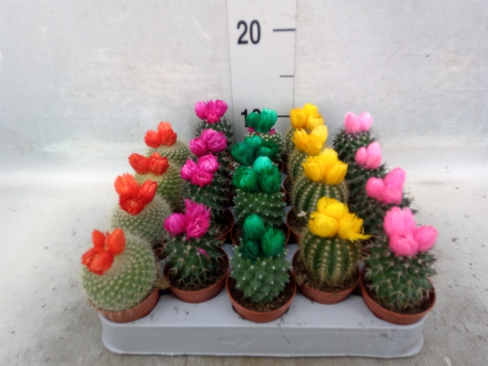 <h4>Cactus   ...decorated</h4>