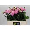 Dahlia Wizard of Oz