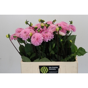 Dahlia Wizard of Oz