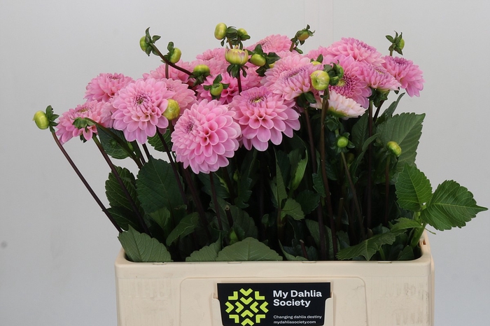 Dahlia Wizard of Oz