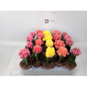 Gymnocalycium mihanov. 'Japan'  mix