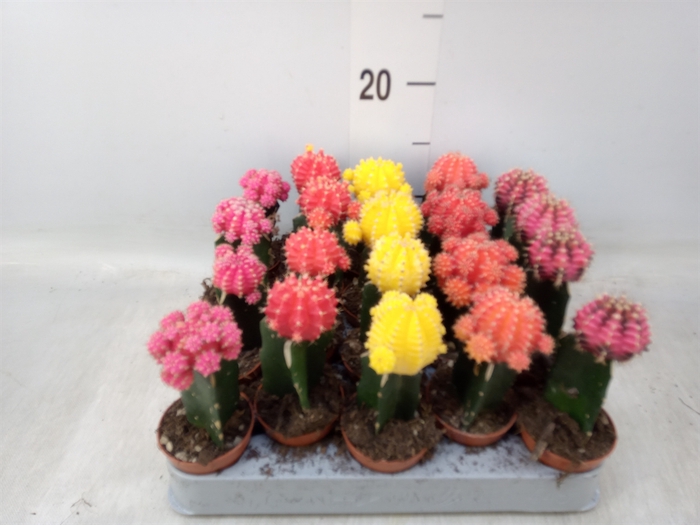 <h4>Gymnocalycium mihanov. 'Japan'  mix</h4>