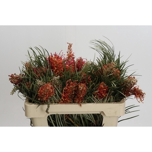 Grevillea 'Coastal Sunset'