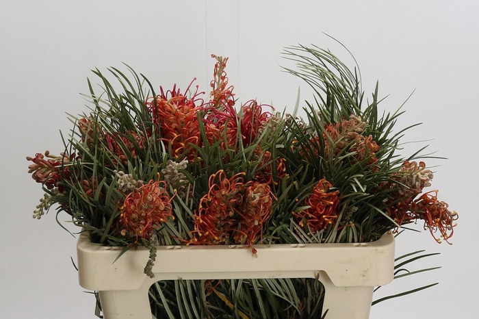 <h4>Grevillea Coastal Sunset</h4>