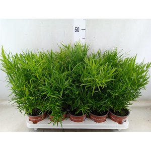 Asparagus falcatus