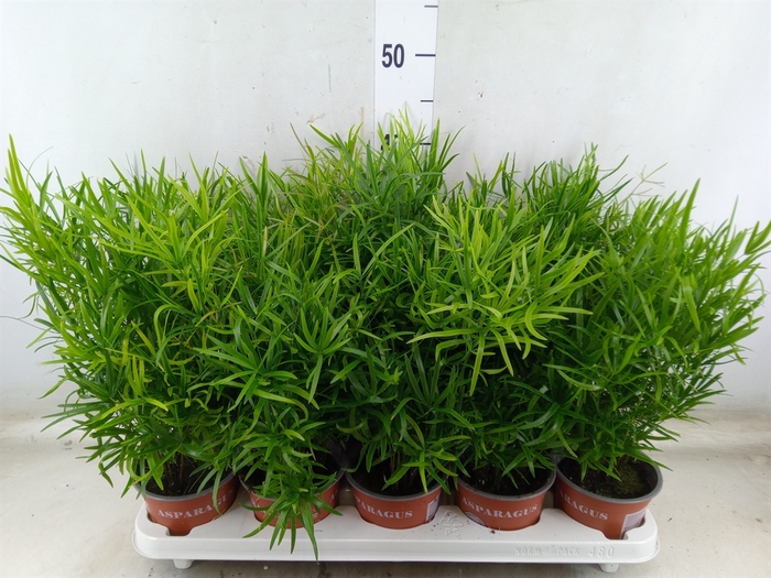 <h4>Asparagus falcatus</h4>