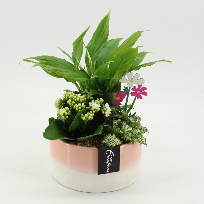 <h4>ESCR-2639W Essentials</h4>