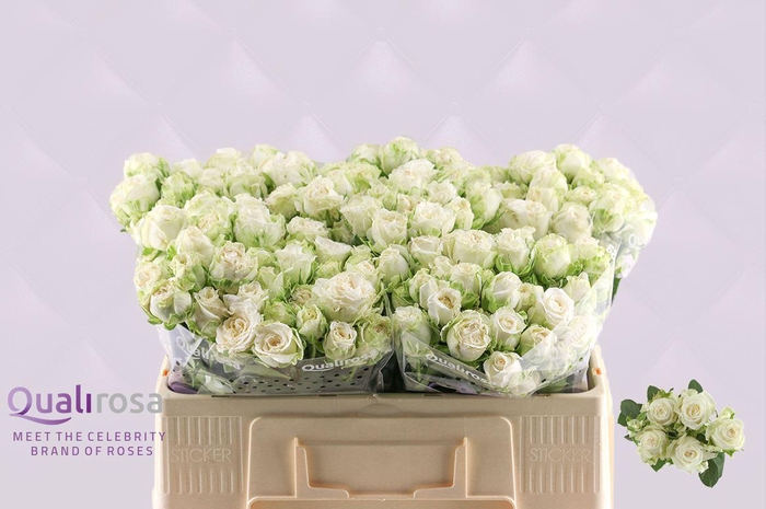 <h4>R Tr Miss Bombastic</h4>