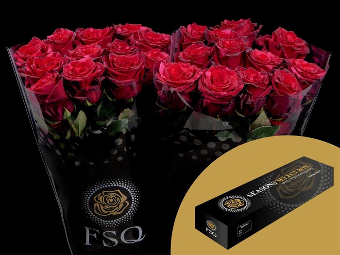 <h4>R GR Red Panther</h4>