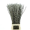 Salix Ca Snow Flake