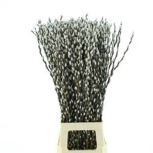 Salix Ca Snow Flake