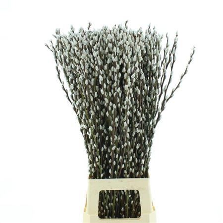 <h4>Salix Ca Snow Flake</h4>
