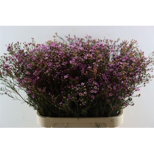 Cham Purple Grand Jupiter