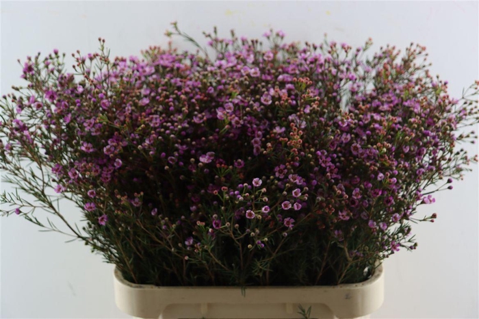 <h4>Cham Purple Grand Jupiter</h4>