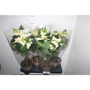 ** Euphor P Alaska 5 Bloemen+ Winter Promo *