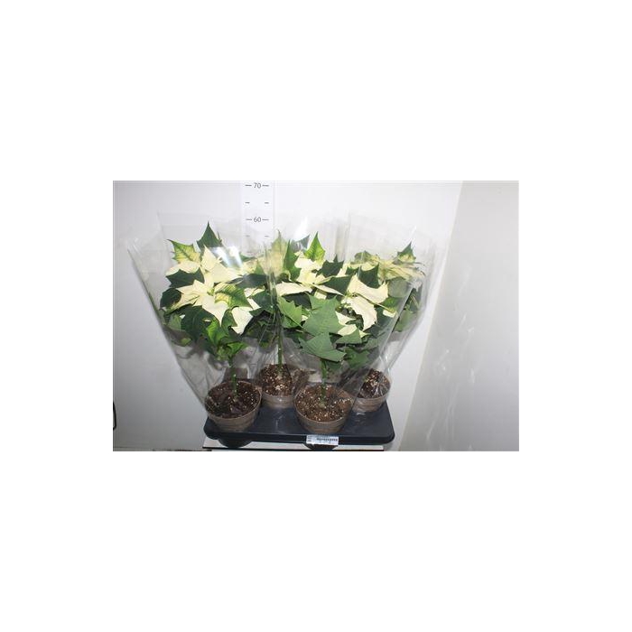 <h4>** Euphor P Alaska 5 Bloemen+ Winter Promo *</h4>