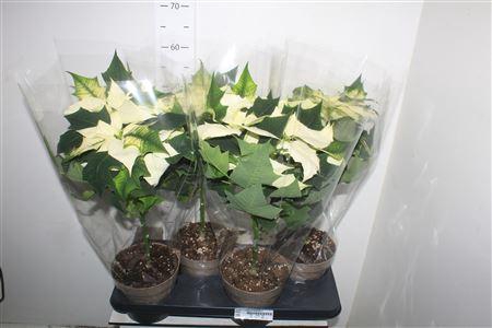** Euphor P Alaska 5 Bloemen+ Winter Promo *