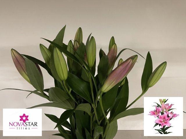 <h4>Li Ot Dorcey  1 kop</h4>