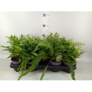 Ferns   ...mix