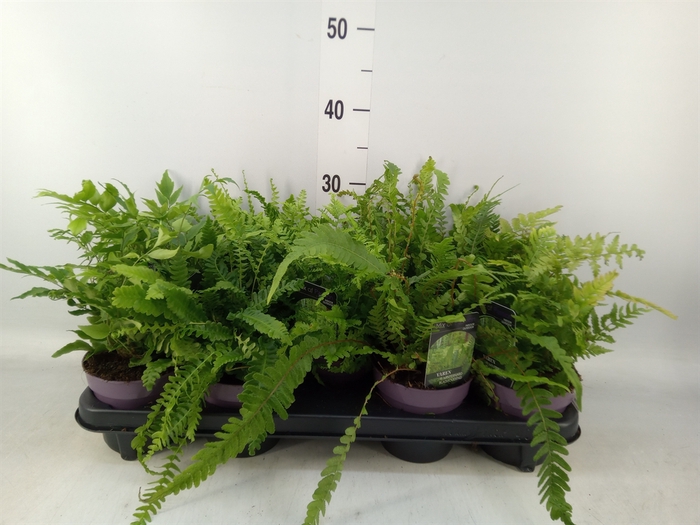 <h4>Ferns   ...mix</h4>
