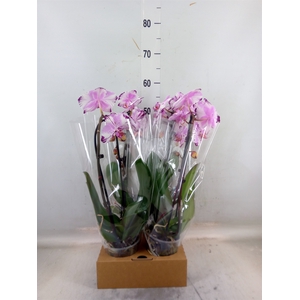 Phalaenopsis  'Elegant Cascade'