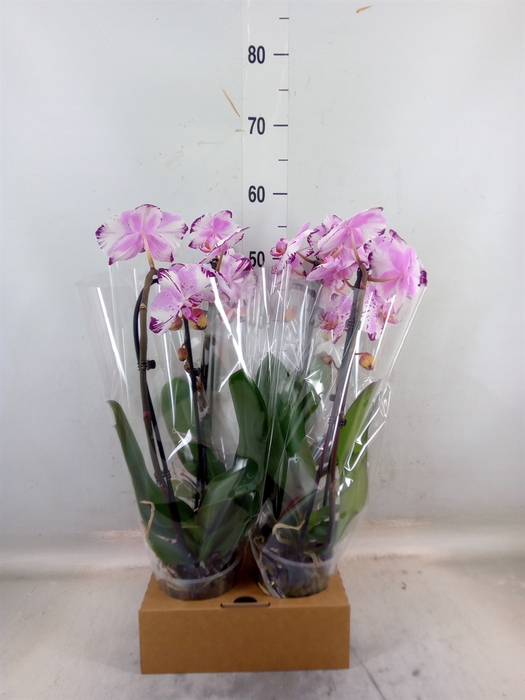 <h4>Phalaenopsis  'Elegant Cascade'</h4>