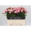 Paeonia Sarah Bernhardt