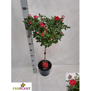 ROSA ST OV