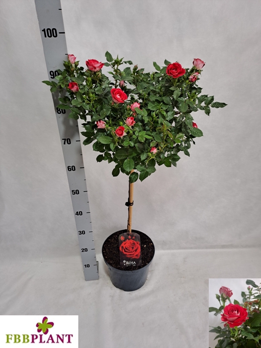 <h4>ROSA ST OV</h4>