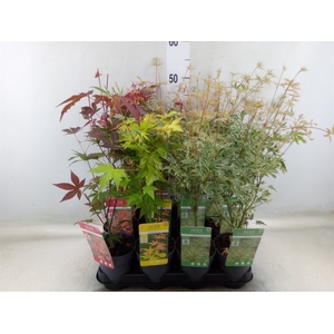 Acer palmatum