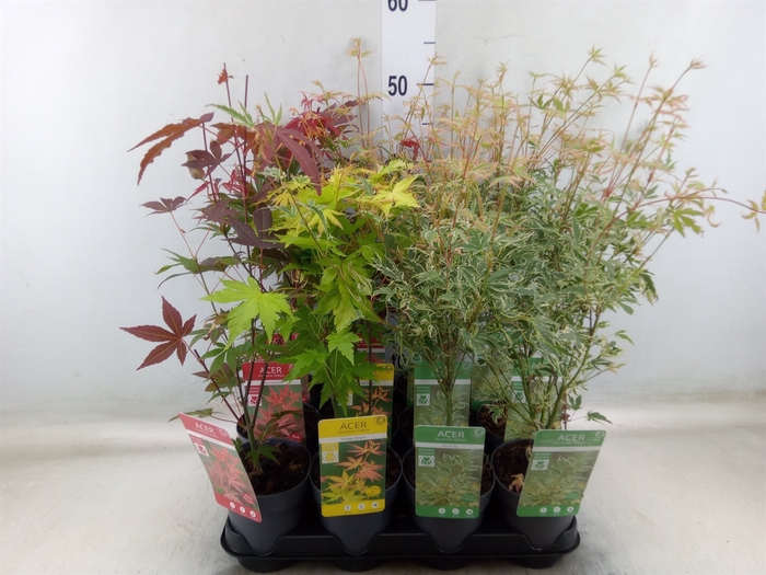 <h4>Acer palmatum</h4>