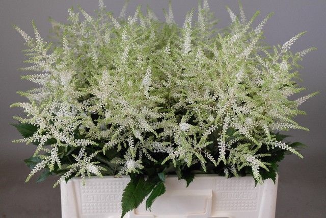 <h4>Astilbe washington</h4>