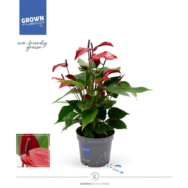 <h4>Anthurium - KARMA Lava | 12cm</h4>