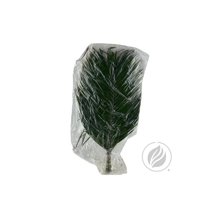 <h4>PHOENIX ROEBELINI VENTIUM 60CM VAC.</h4>