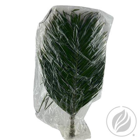<h4>PHOENIX ROEBELINI VENTIUM 60CM VAC.</h4>