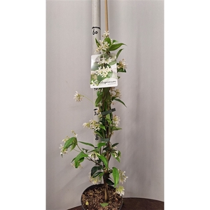 Trachelospermum jasminoides -- gestokt