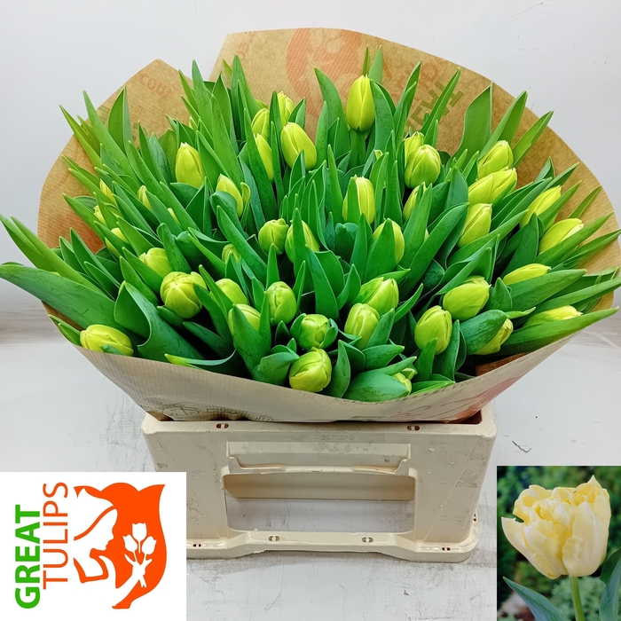 <h4>TU DU YEL SYMBIOSE</h4>