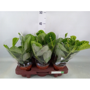 Maranta leuc.   ...
