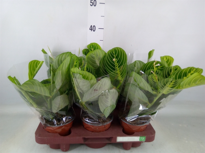 <h4>Maranta leuc.   ...</h4>
