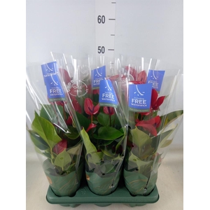 Anthurium  'Banderola Lava'