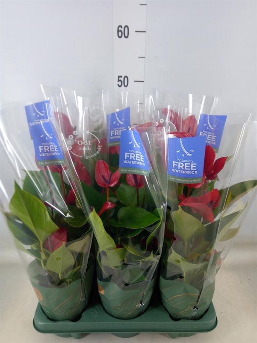 <h4>Anthurium  'Banderola Lava'</h4>