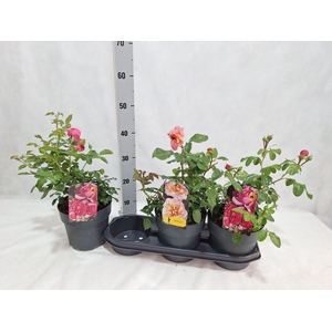 ROSA MIXK