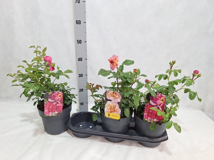 <h4>ROSA MIXK</h4>